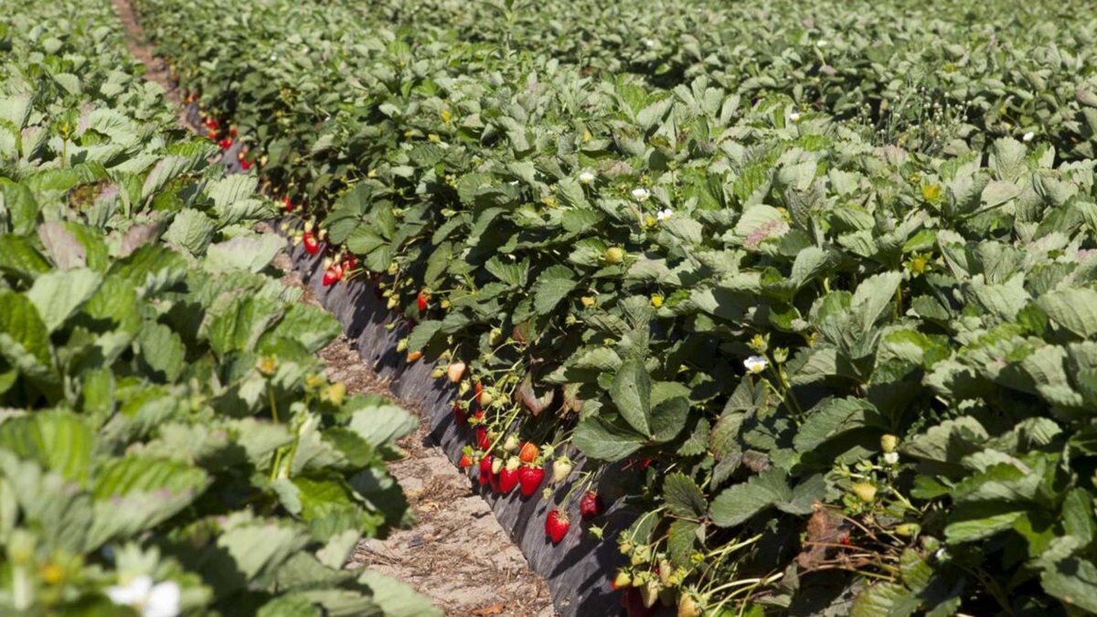 Estrategia de abonado para la fresa optimizar la nutrición y la fase de trasplante|rycynee,|Sin título|895